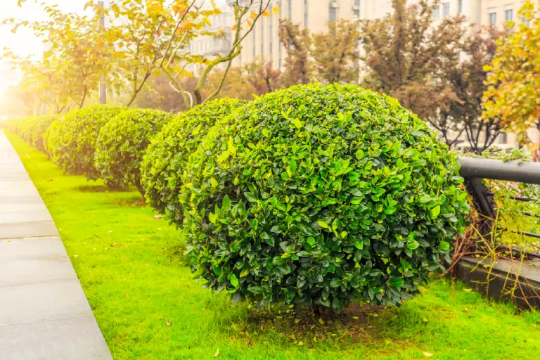 Close up of fresh green plants and landscaping details
