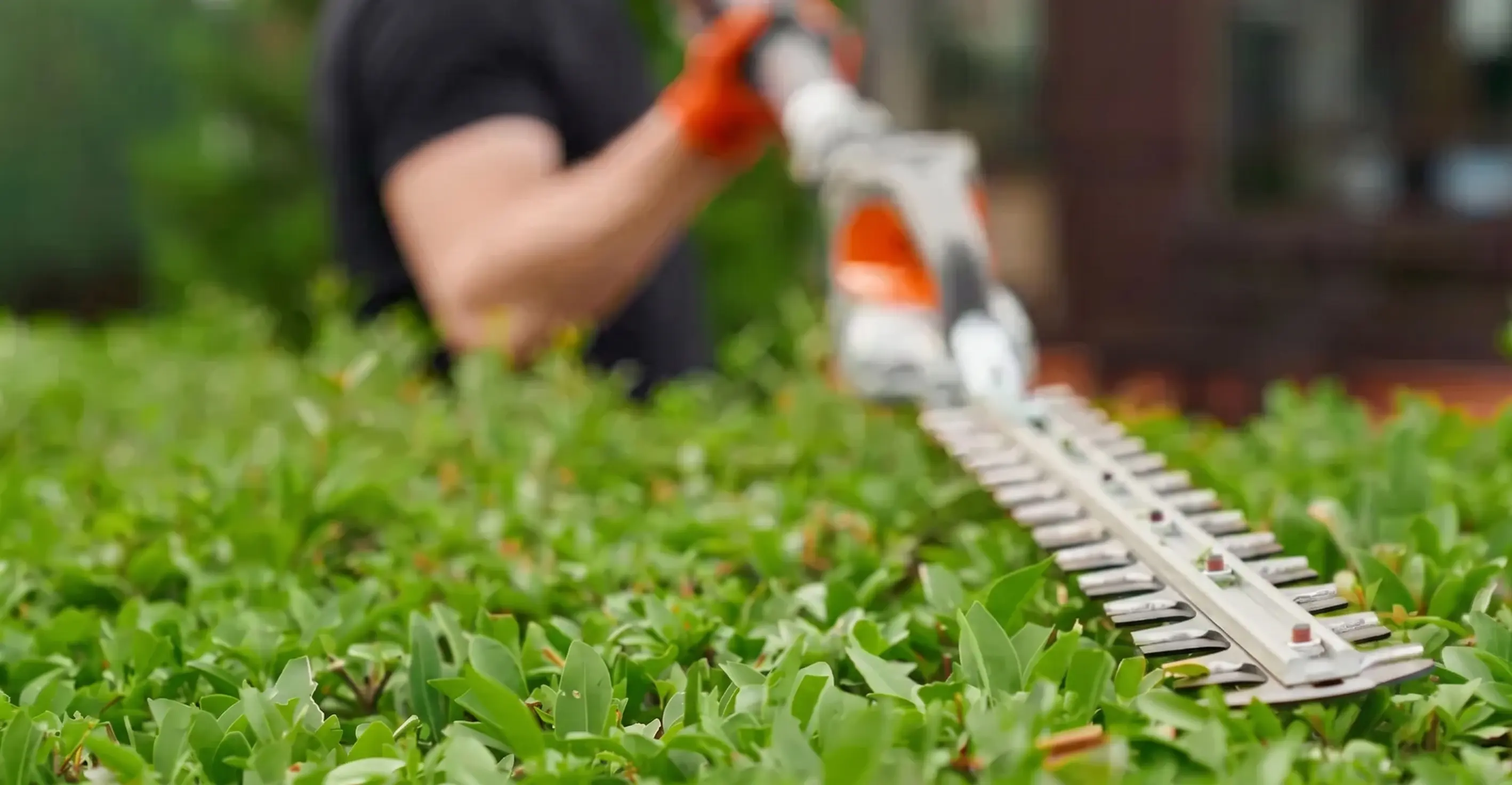 Shrubs Pruning